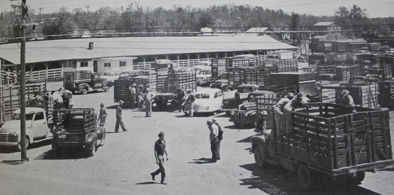 The city scales and livestock pens as they appeared when Joe Smith visited the auction barn in the mid-fifties. In the foreground are the “jockeys” (livestock traders) in action.